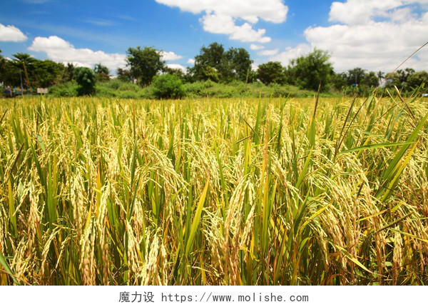 稻田在湛蓝的天空